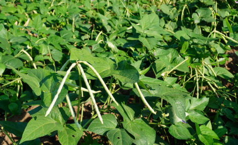 Heirloom Cowpea Varieties Image