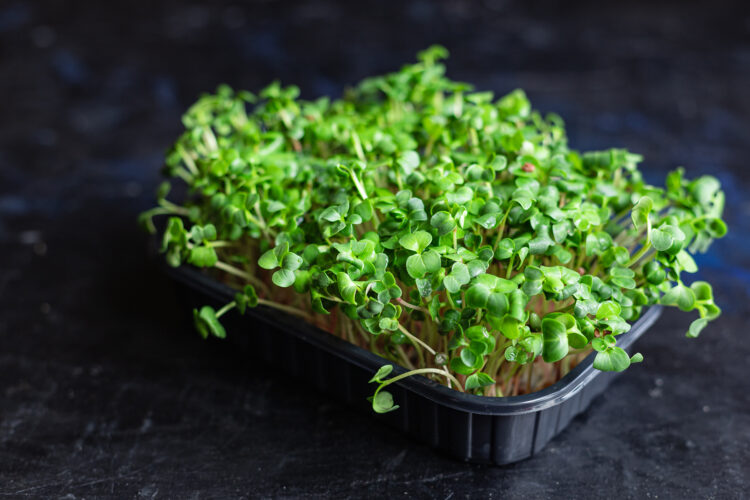 Growing Salad Greens Indoors Year-Round