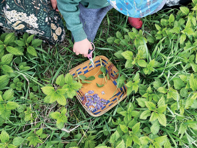 Herb's for Children's Health