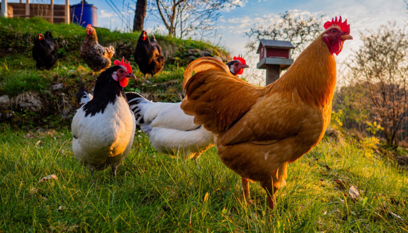 Breeding Heritage Chickens: Why Not to Rely on Chicken Hatcheries