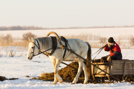 Build a Horse-Drawn Work Sled