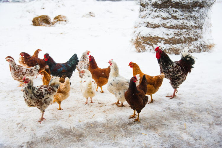 Chickens and Cold Weather: How Cold Can Chickens Tolerate?