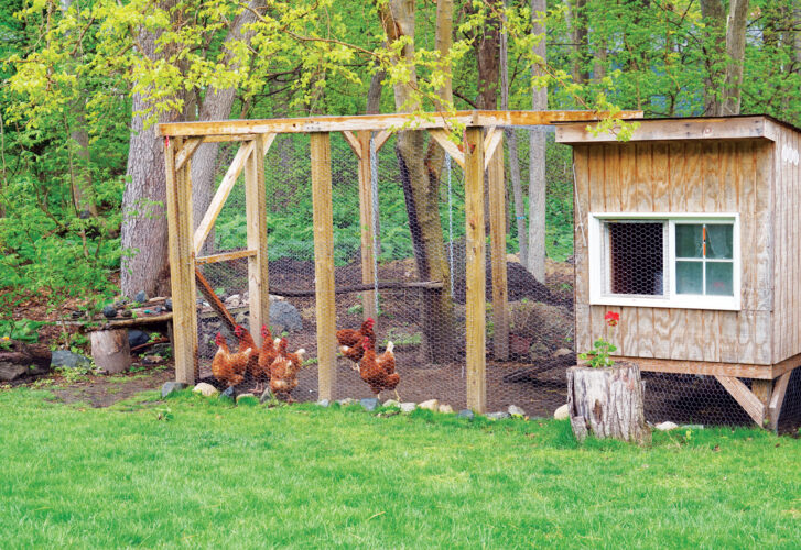 How Many Chickens Do I Need?