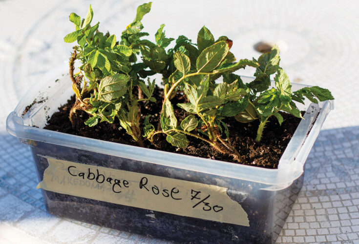 How to Grow a Rose From a Cutting