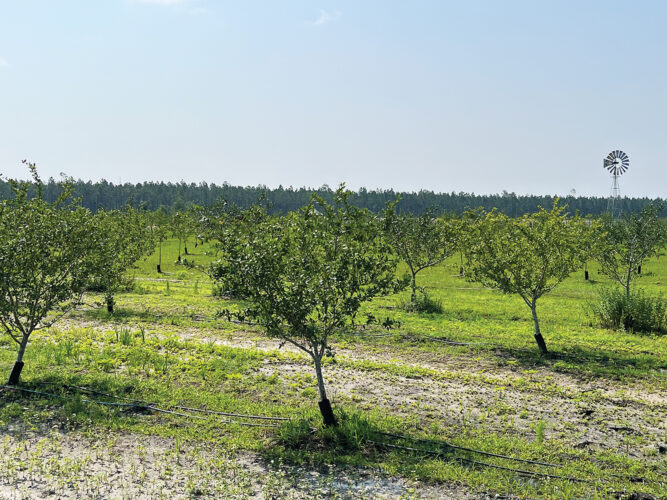 How to Grow Mayhaw Trees
