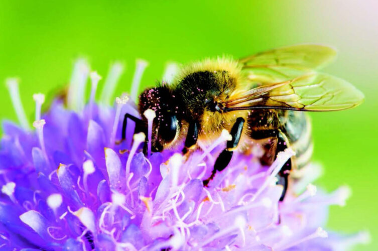 How to Plant a Bee Garden