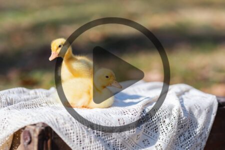 How to Care for Baby Ducks Image