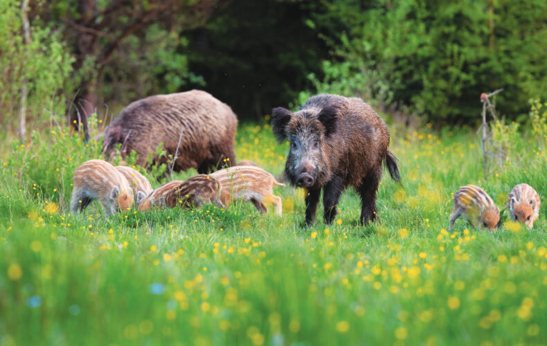 How to Trap Wild Hogs