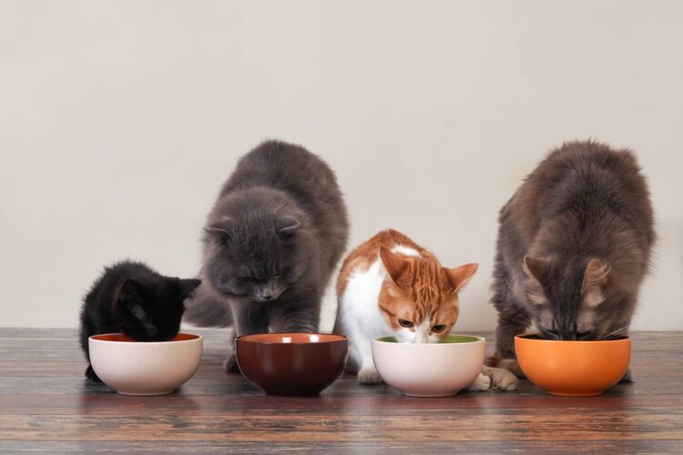 Human Foods Cats Can Eat