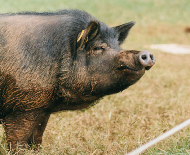 Saving Heritage Guinea Hogs