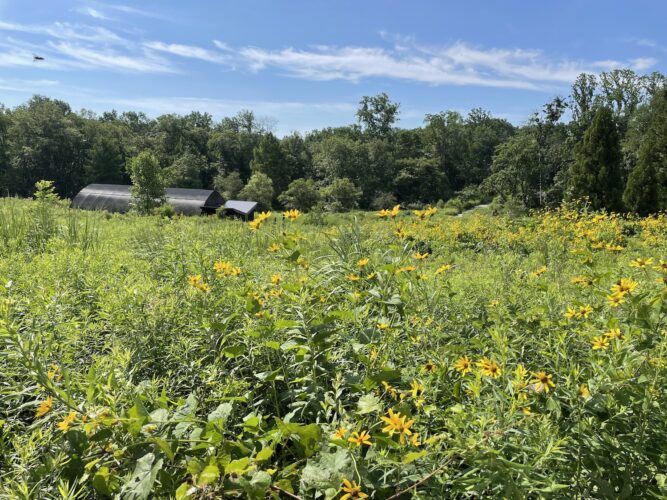 Classes at Botanic Gardens: Programming Well Beyond Plants