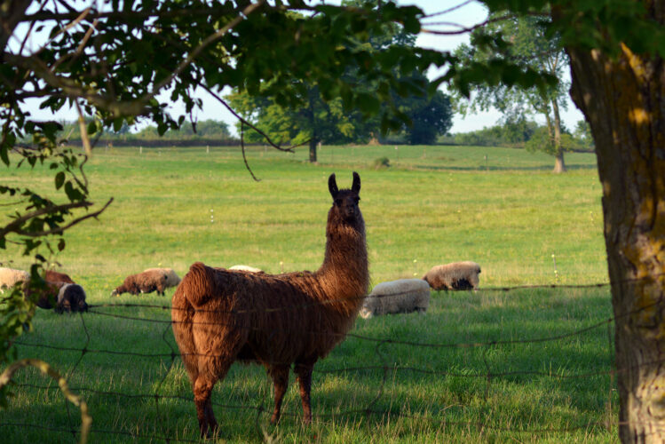 Natural Guardian Animals: Guard Llamas, Dogs and Donkeys Image