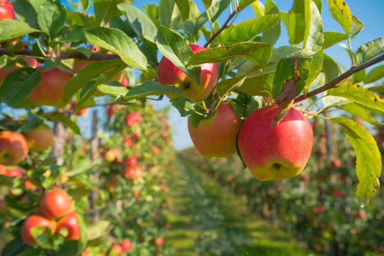 How to Start an Apple Orchard for Cider