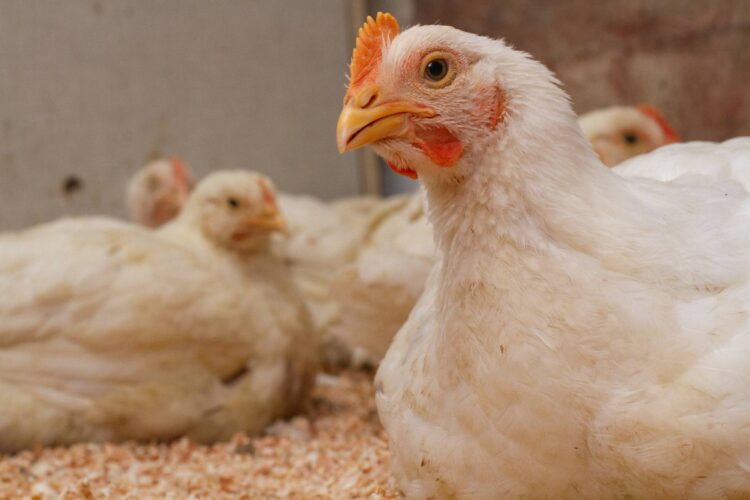 Poultry Marketing: How to Start Poultry Farming