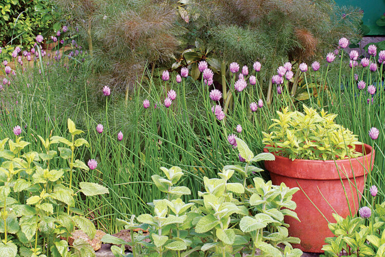 Best Medicinal Herbs for Difficult Growing Conditions