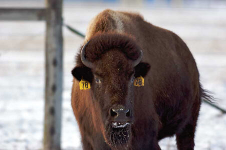 Is Bison Meat Healthy? Using Bison Meat vs Beef Image