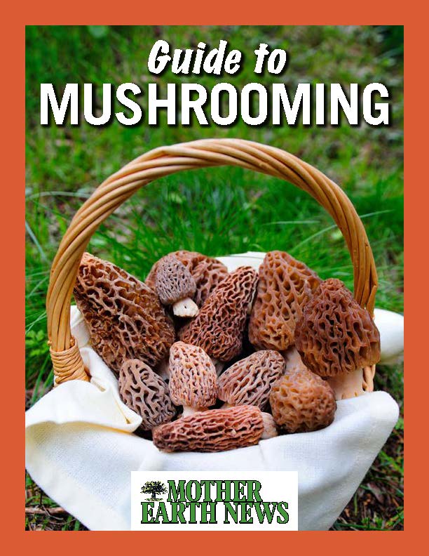 Guide to Mushrooming