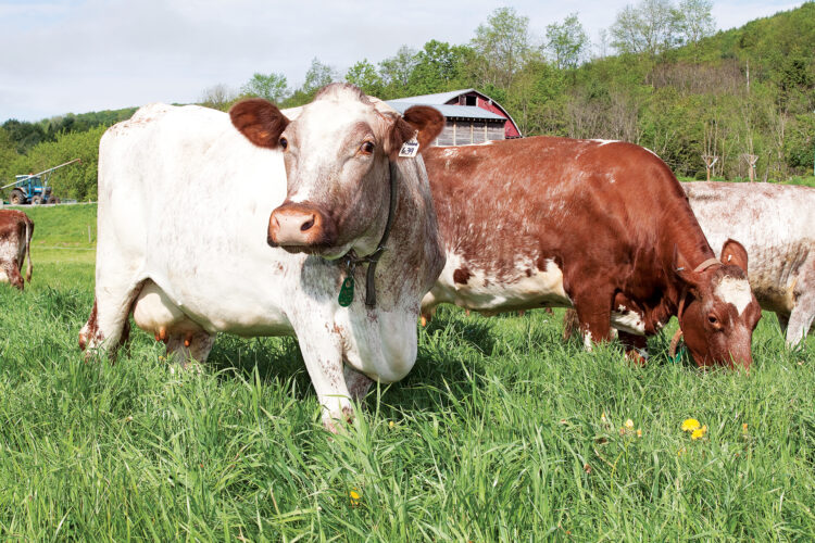 Mob Grazing Cattle Made Simple