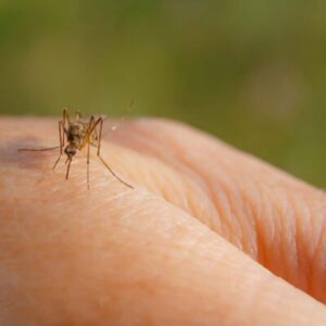 Natural Insect Repellents Image