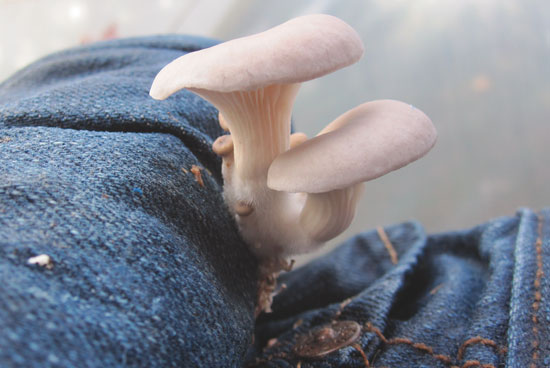 How to Grow Mushrooms on Your Jeans