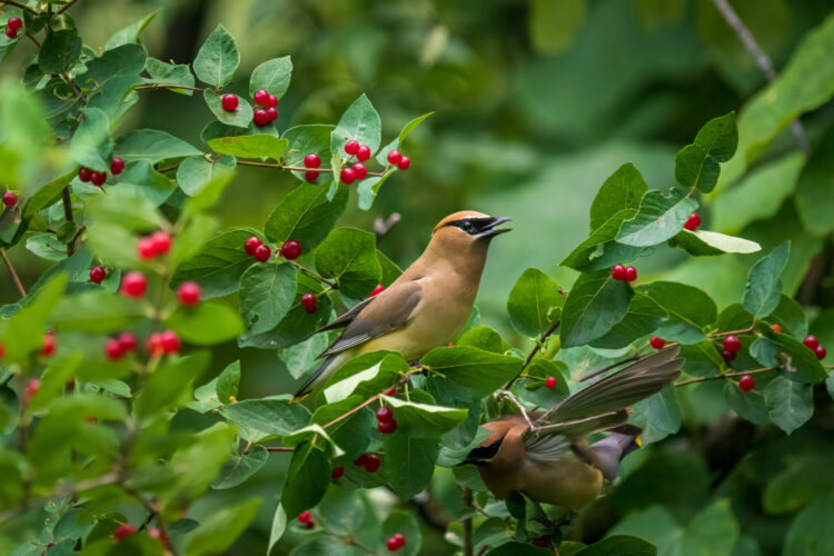 Grow Native Plants for Backyard Birds Image