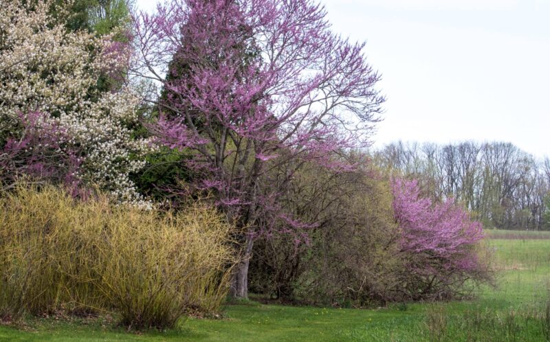 Native Shade Perennials