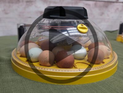 When to Stop Turning Chicken Eggs & Incubator Troubleshooting Image