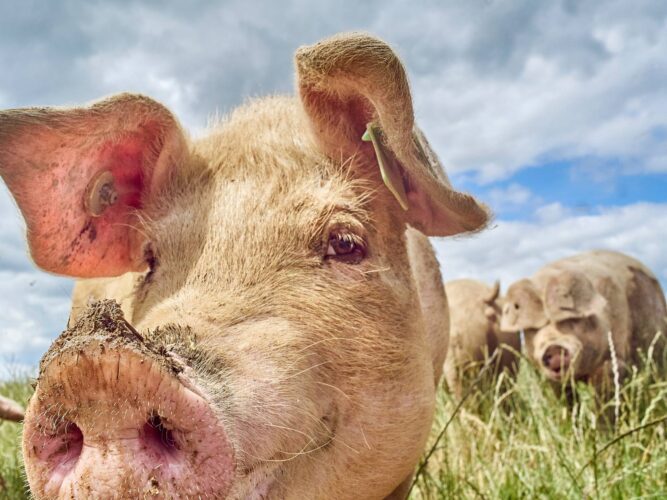 Heritage Pig Breeds for Pork, Plowing and More
