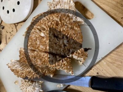 Mushroom Hunting Guide for Beginners Image