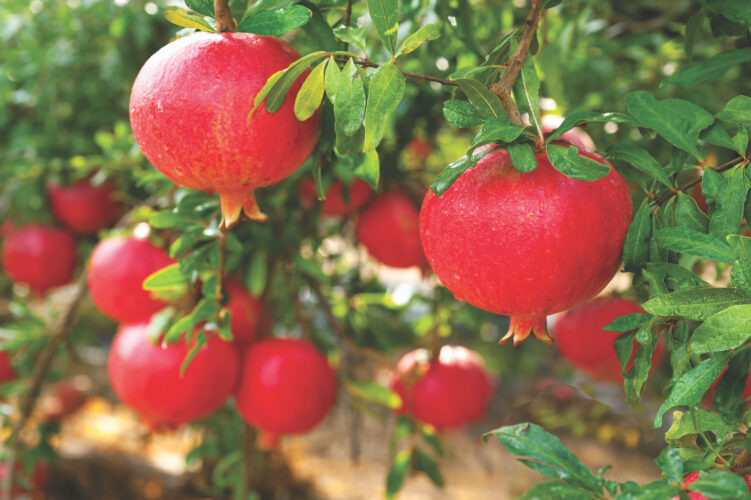 How to Grow a Pomegranate Tree at Home