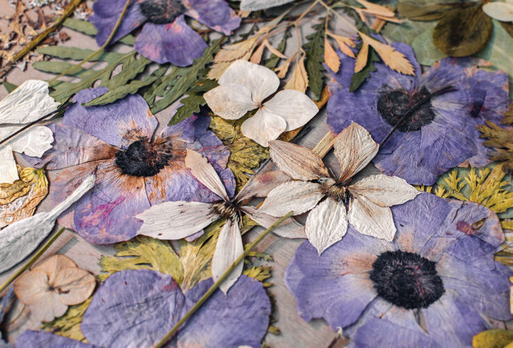 Oshibana: What to Do with Pressed Flowers
