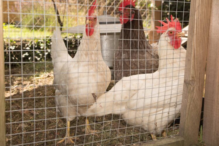 Protecting Chickens From Predators