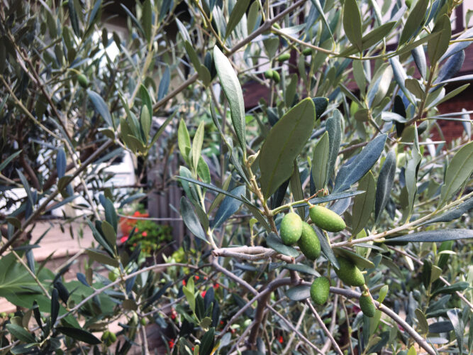 Growing Olive Trees in Pots