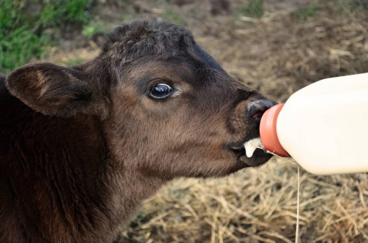 Raising Bottle-Fed Calves for Profit