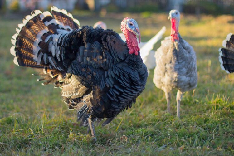Raising Turkeys for Meat