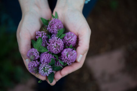 Health Effects of 5 Beneficial Weeds Image