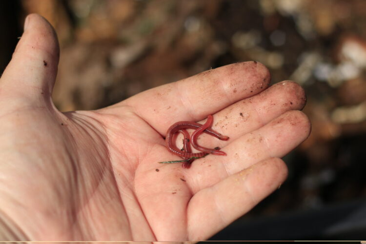 Building a Vermiculture Compost Toilet