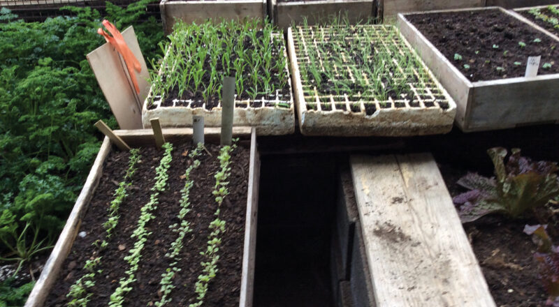 Sowing and Protecting Plants and Chicken Cleanliness
