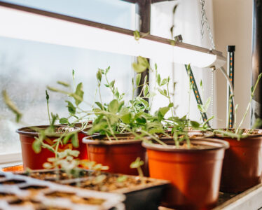 Indoor Seed Starting with Grow Lights Image