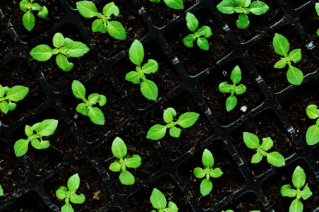 12 Easy DIY Seed Starting System Ideas Image