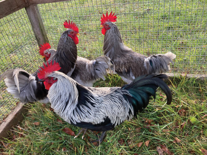 Can You Eat Roosters?