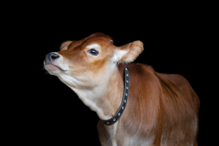 Consider Miniature Dairy Cows