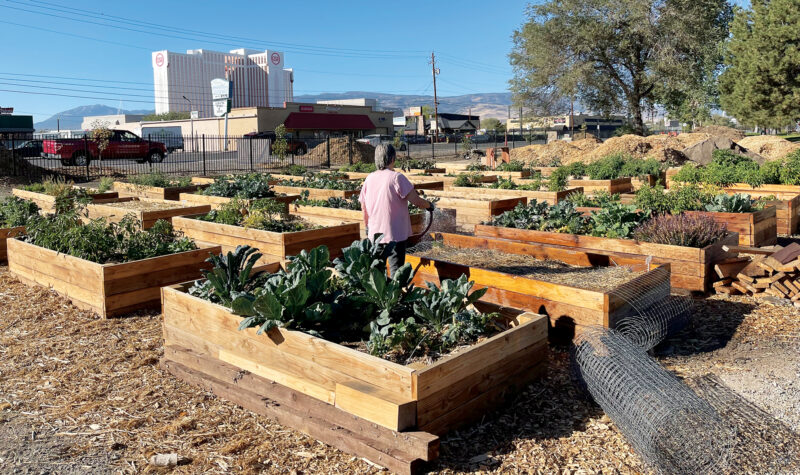 Solutions for Food Insecurity: Soulful Seeds