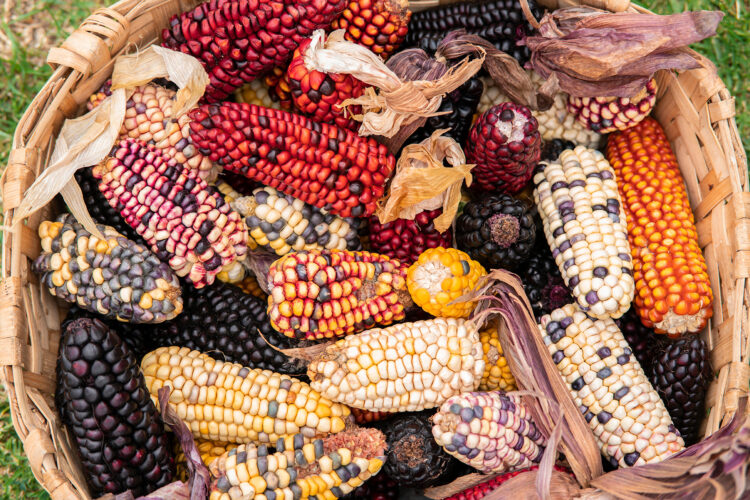 The Three Sisters Crops and Seed Varieties