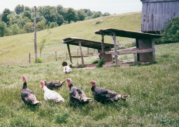 Raising Heritage Turkeys at Home