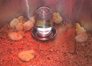 A History of the Midget White Turkey