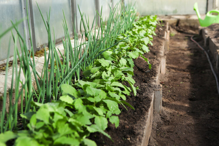 Tips for Walipini Construction