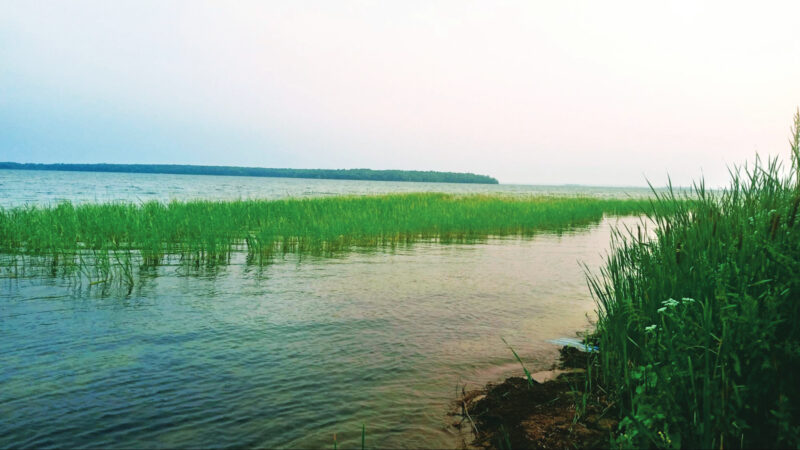 Protect Wild Rice Habitat