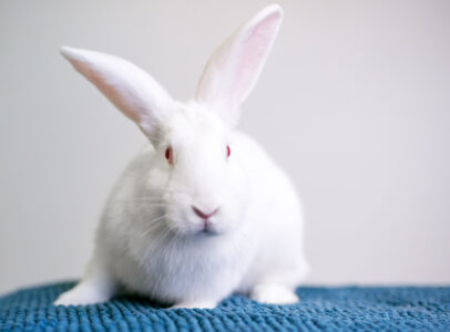The American Breed Rabbit Image