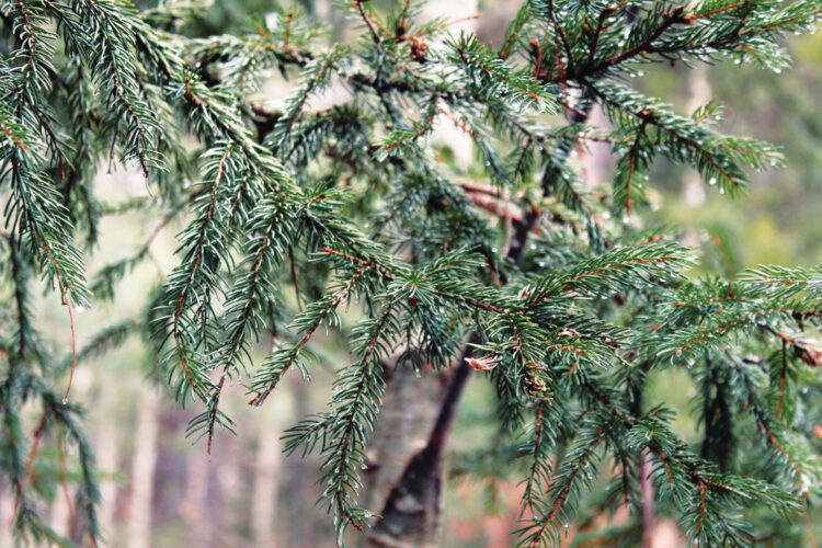 Winter Foraging in New England